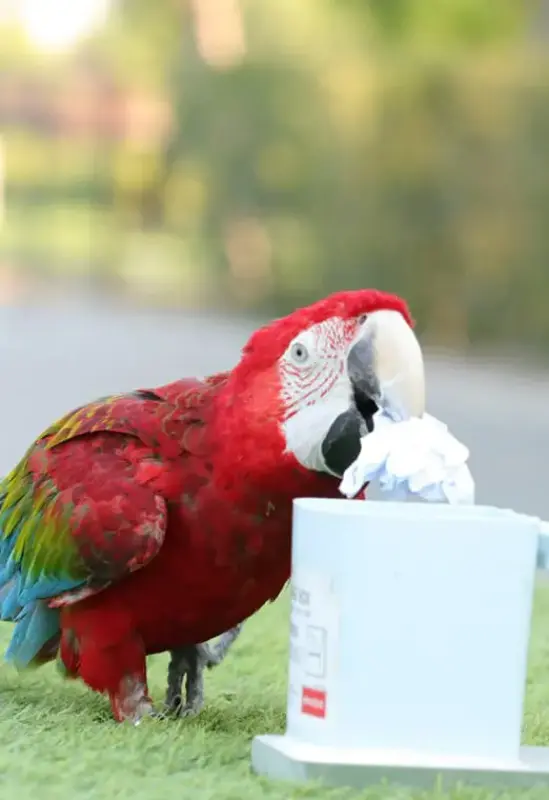 Creek Park Exotic Bird Show — photo 8 of 8